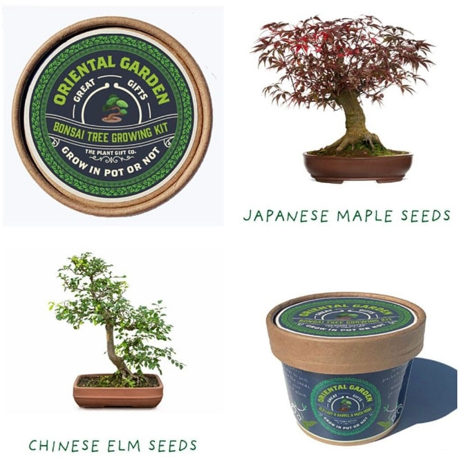 Oriental Garden Plant Growing Kit